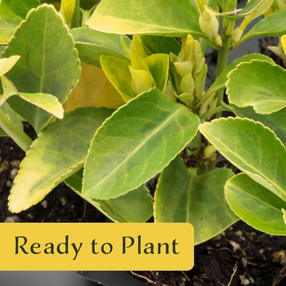 3 Golden Euonymus Shrubs | Live Plants in 2.5-inch Nursery Cubes | Japonica ‘Aureo-Marginatus’ Variety | Easy-Care Evergreen | Variegated Yellow-Green Foliage | Hedges & Shrubs for Home & Garden
