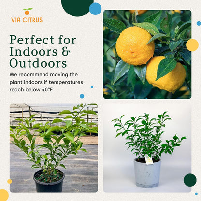 Yuzu Citrus Fruit Trees Live Plants 14-18" Tall - Outdoor Planting & Indoor Fruit Trees Live Plants, No Shipping to CA, AZ,TX,LA - Yuzu Tree Plant, Wild Mandarin Orange Tree Variety by Via Citrus