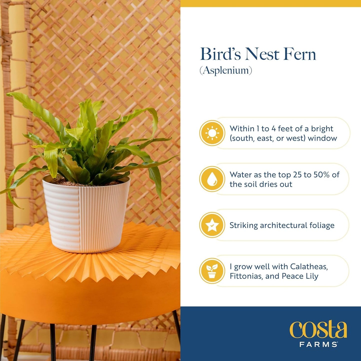 Costa Farms Bird's Nest Fern Plant, Easy to Grow Live Indoor Plant, Houseplant Potted in Decor Plant Pot, Soil Potting Mix, Indoor Garden Gift, Housewarming Gift, Room or Home Décor, 15-Inches Tall