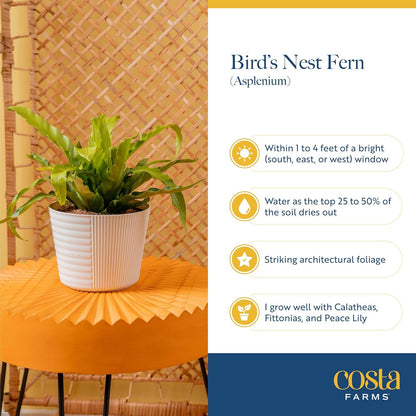 Costa Farms Bird's Nest Fern Plant, Easy to Grow Live Indoor Plant, Houseplant Potted in Decor Plant Pot, Soil Potting Mix, Indoor Garden Gift, Housewarming Gift, Room or Home Décor, 15-Inches Tall