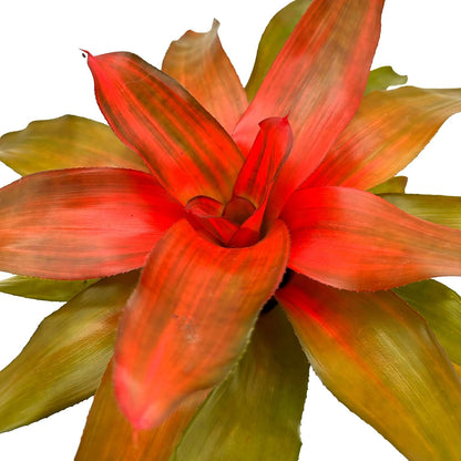 ragnaroc Live Plants – Bromeliad Neoregelia Tangerine, 8-12" in 6" Pot - 1ct - Live Arrival Guaranteed - House Plants for Home Decor & Gift