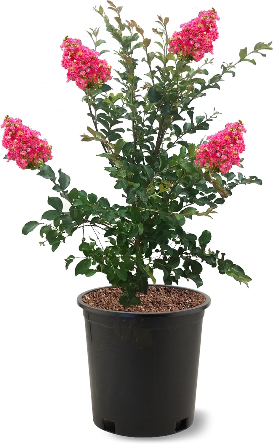 American Plant Exchange Tuscarora Crape Myrtle Tree Live, 3-Gallon Pot, 1-2ft Tall, Dark Pink Flowers, Drought-Tolerant, Large Outdoor Landscape Accent, Year-Round Beauty