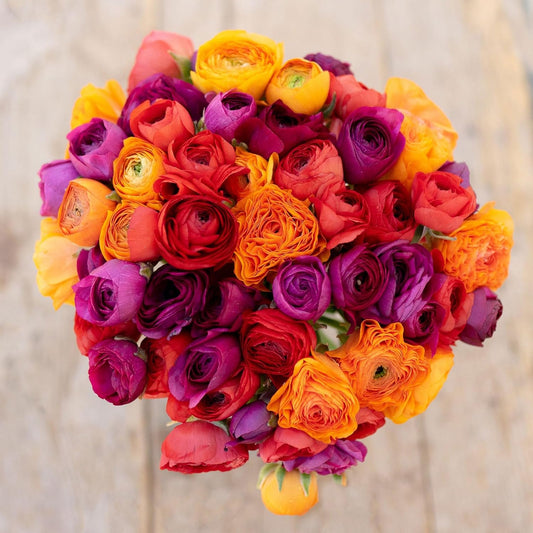 Ranunculus Bulbs - Passion Mix - 100 Bulbs - Mixed Flower Bulbs, Corm Attracts Bees, Attracts Pollinators, Easy to Maintain & Grow, Fragrant, Container Garden