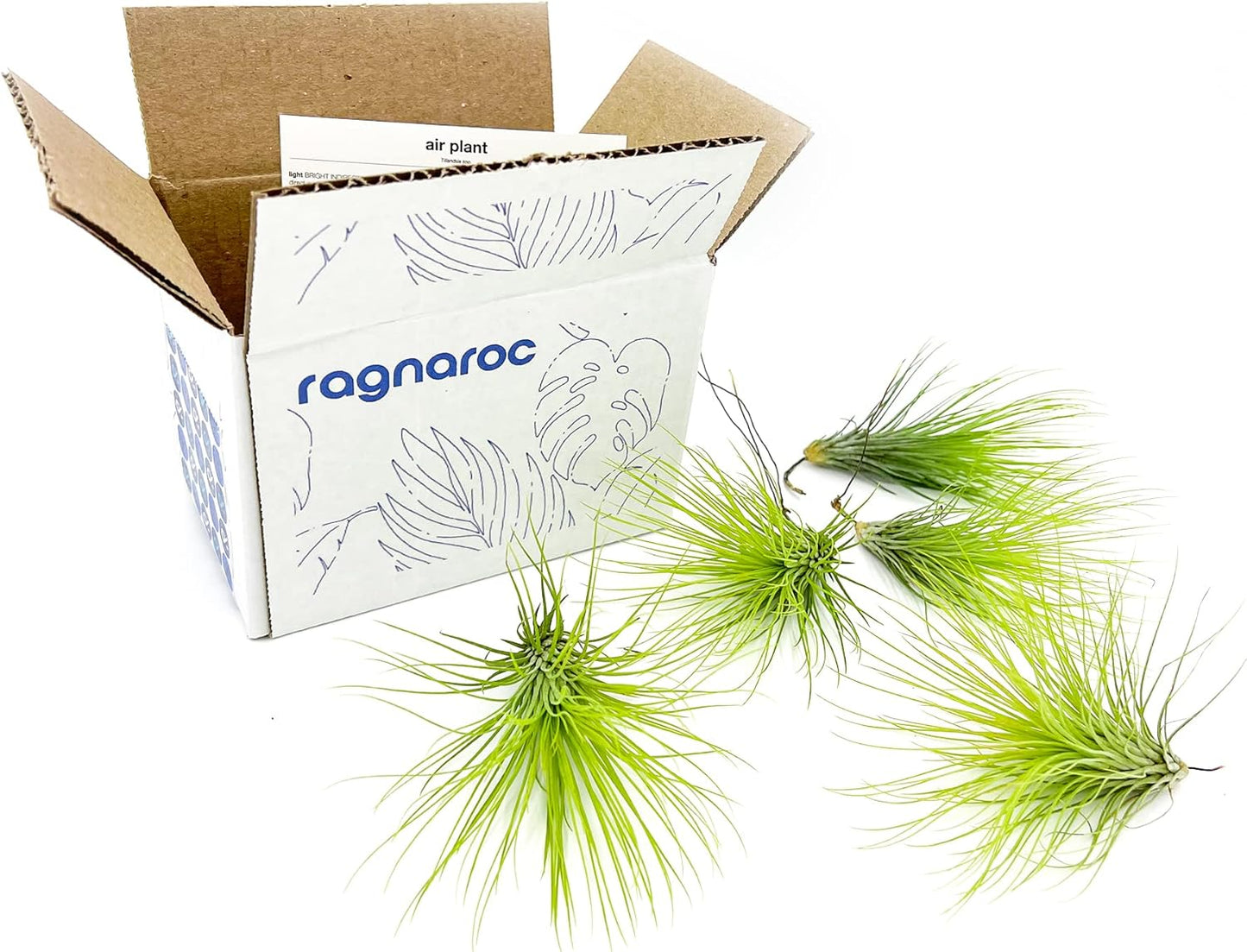ragnaroc Air Plants - Tillandsia Andreana, Large 4-6" - 5ct - Live Arrival Gauranteed - House Plants for Home Decor & Gift