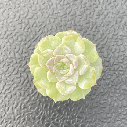 Sprout N Green Echeveria Crystal Amber, 1 Live Succulent Plant Fully Rooted in 2" Pot, House Plant for Indoor Outdoor Home Office Wedding Decoration DIY Project Party Favor