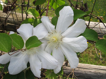 Candida Clematis Vine - 10 Live Plants in 4 Inch Growers Pots - Clematis 'Candida' - 2 Years Old Ready to Be Planted - Bold and Beautiful Purple Flowering Vine