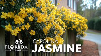 Carolina Jasmine | 3 Large Gallon Size Plants | Gelsemium sempervirens | Evergreen Climbing Vine | Yellow Flowering Landscape Plants