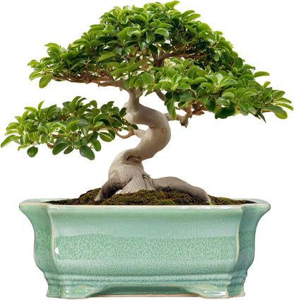 Bonsai Pots - 13.7 Inch Rectangle Ceramic Pots for Plants, Large Succulent Planter with Drainage Hole, Decorative Planters for Indoor Outdoor, Garden House Decor, Housewarming Gifts, Green