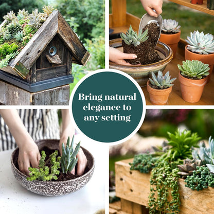 Shop Succulents | Verde Collection | Assortment of Hand Selected, Fully Rooted Live Indoor Green Succulent Plants, 4-Pack
