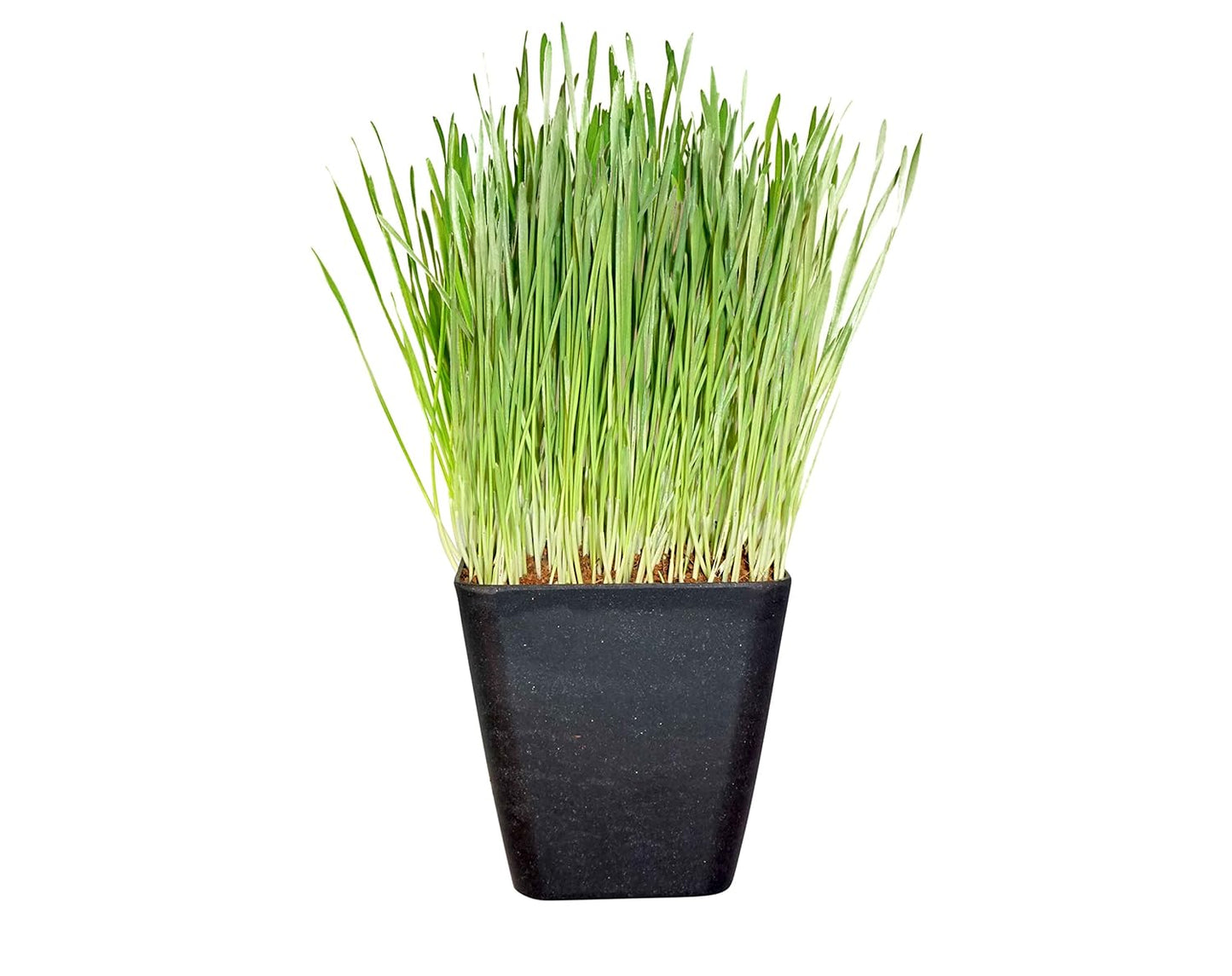 Non-GMO, Thunder Acres Premium Wheat Seed, Cat Grass Seed, Wheatgrass, Hard Red Winter Wheat (1 lbs.)