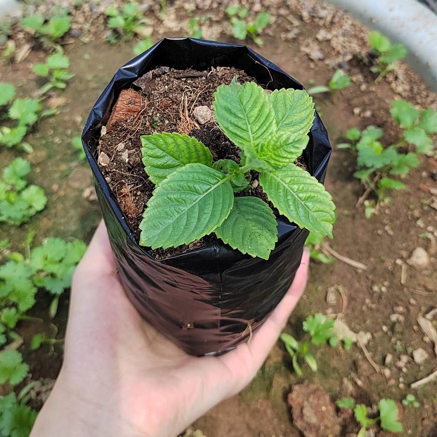 Belit 100 Pcs Plant Nursery Bags, Plastic Seedling Pots Container for Fruit Tree, Flower, Starting saplings, Plant Grow(3.5"x6.6")