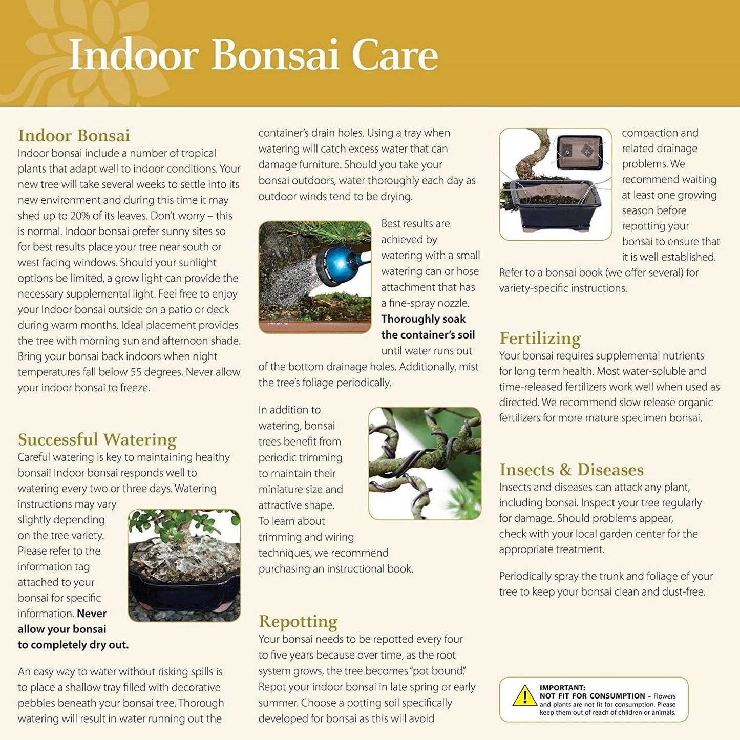 Brussel's Bonsai Live Ginseng Grafted Ficus Indoor Bonsai Tree - Medium, 6 Year, 8 to 12 In - Live Bonsai Tree in Ceramic Bonsai Pot and Humidity Tray