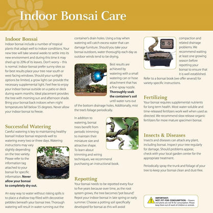 Brussel's Bonsai Live Golden Gate Ficus Indoor Bonsai Tree - Large, 10 Years, 16 to 20 In - Live Bonsai Tree in Ceramic Bonsai Pot and Humidity Tray
