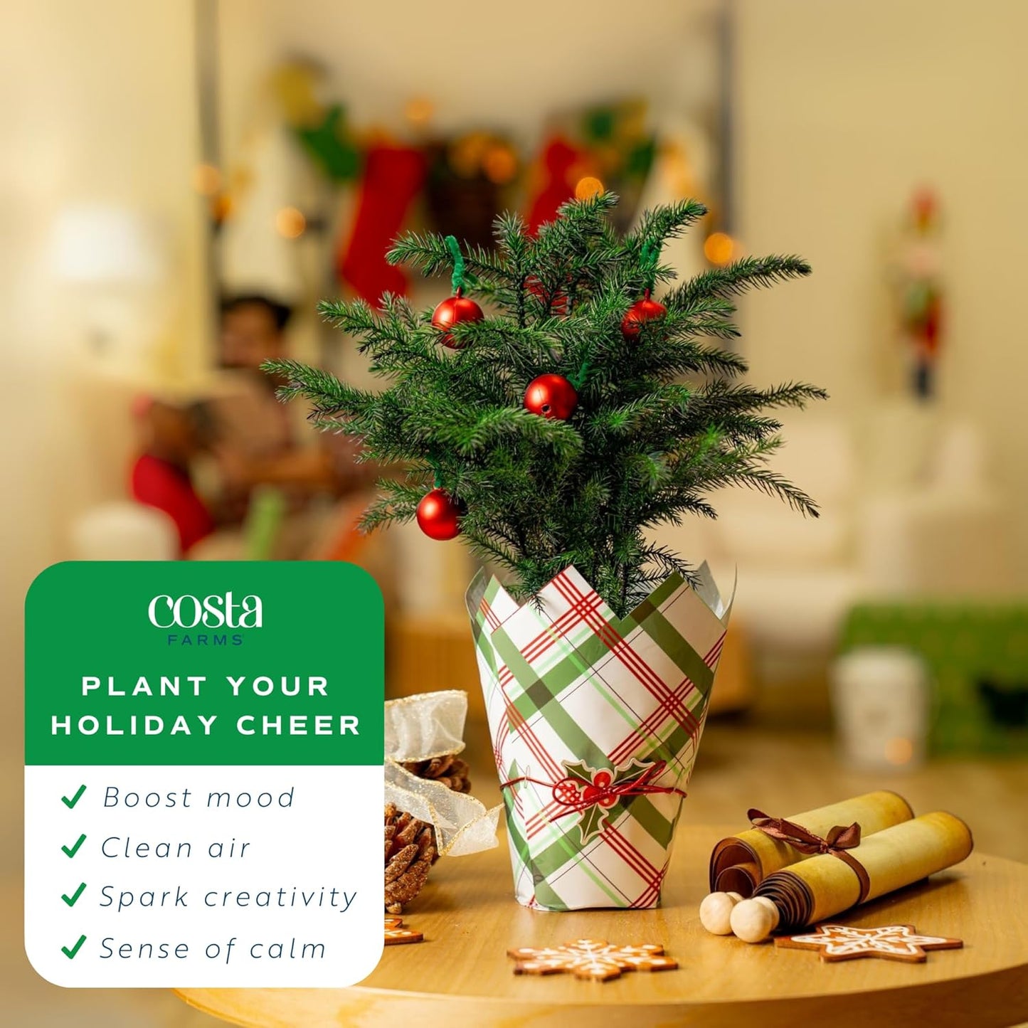 Costa Farms Live Christmas Tree, Small Norfolk Island Pine Tree in Nursery Plant Pot, Potting Soil, Indoor Tree Decor, All Seasons Tabletop Holiday Home or Room Decor, 10-12 Inches Tall
