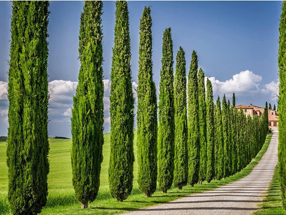 Italian Cypress Tree | 5 Live 4 Inch Pots | Cupressus Sempervirens | Formal Elegant Mediterranean Style Plants