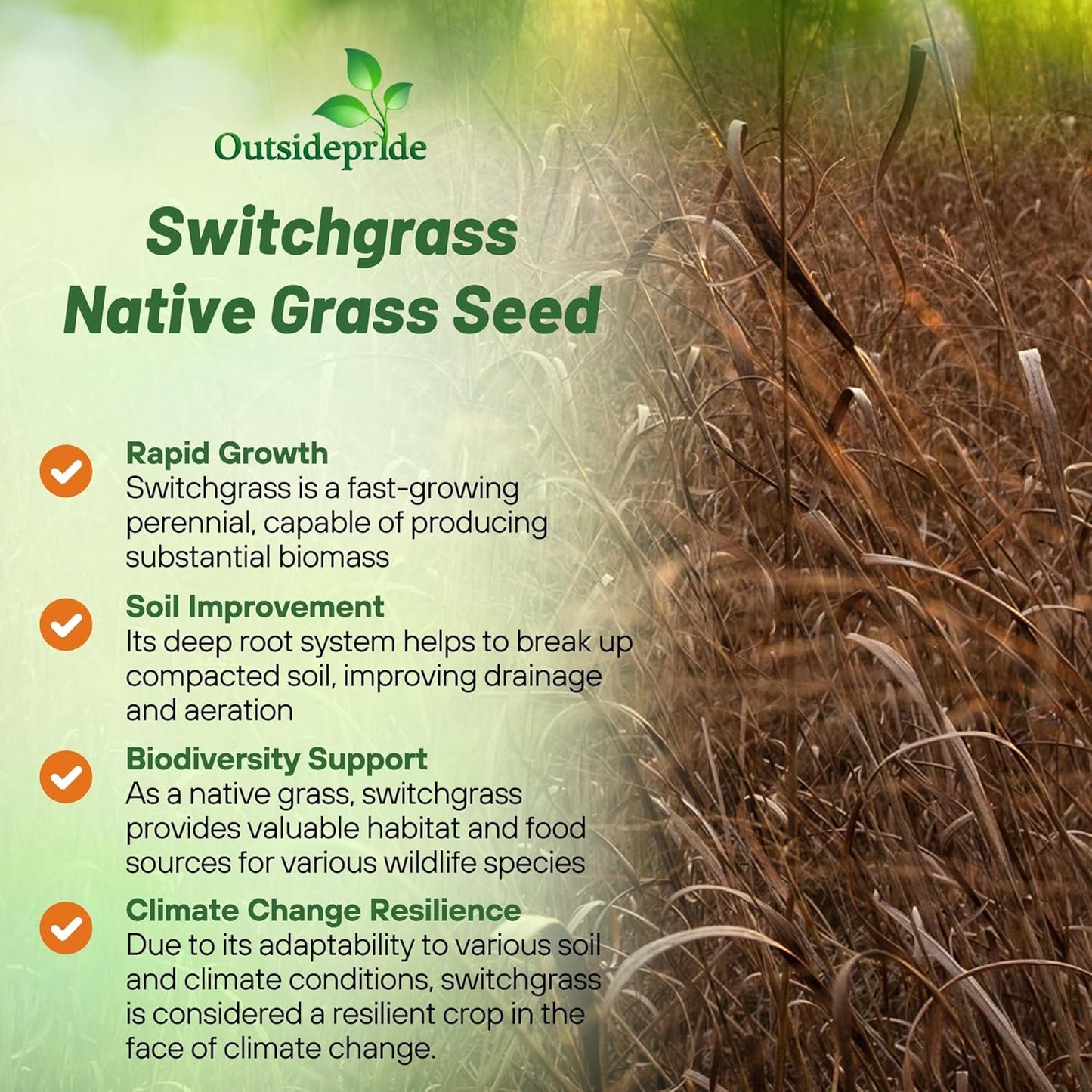 Outsidepride Switchgrass Seed - 5 lbs. Perennial Hardy, Drought & Flood Tolerant Native Grass Seed Ideal Fast-Growing Grasses for Erosion Control, Wildlife Forage & Food Plots, Thrives in Poor Soil