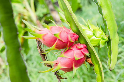 Dragon Fruit Tree - 5 Live Plants in 4 Inch Pots - Hylocereous Undatus - Edible Tropical Fruit Plant from Florida