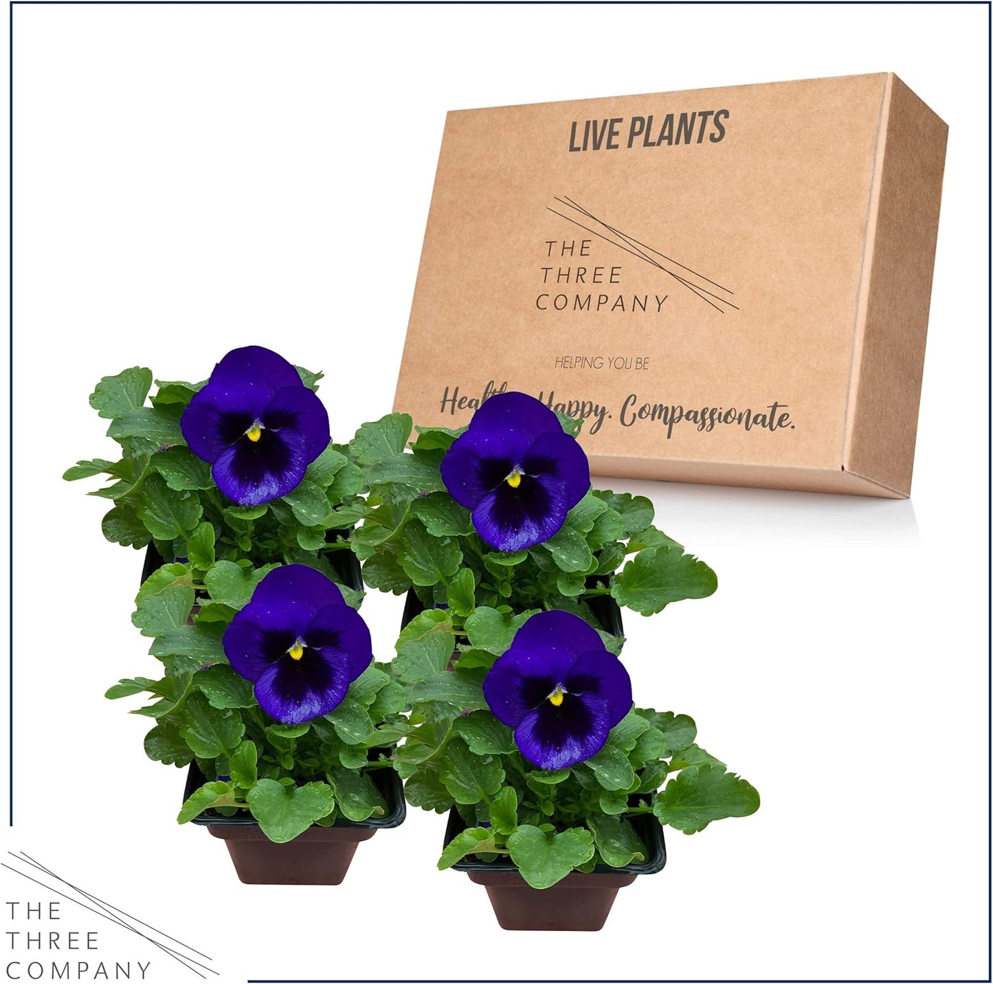 Live Healthy Flowering Pansies - Purple Blotch (4 Plants Per Pack), Beautiful Fall Color, 6" Tall by 4" Wide in 1 Pint Square Pot