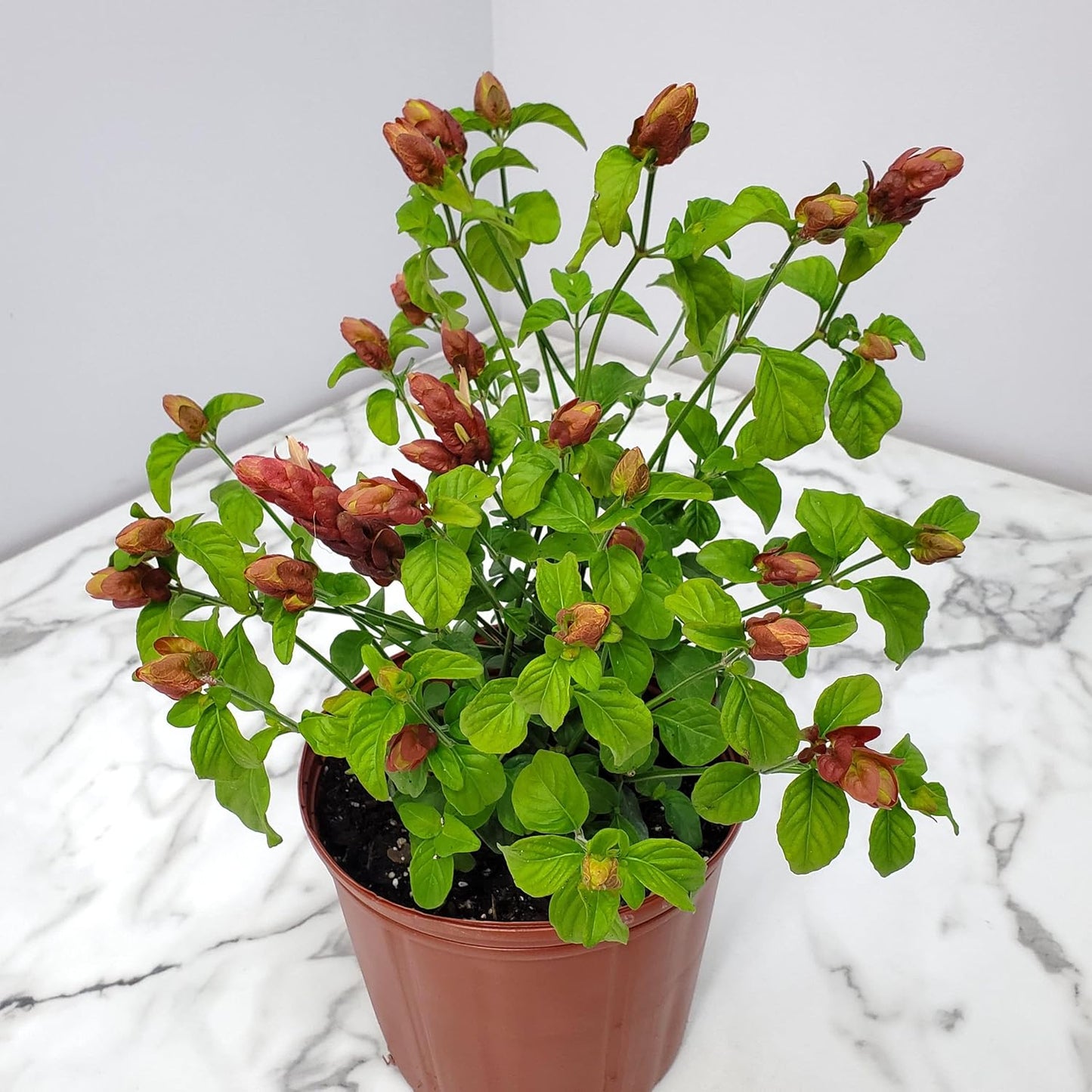 Shrimp Plants (Bush)
