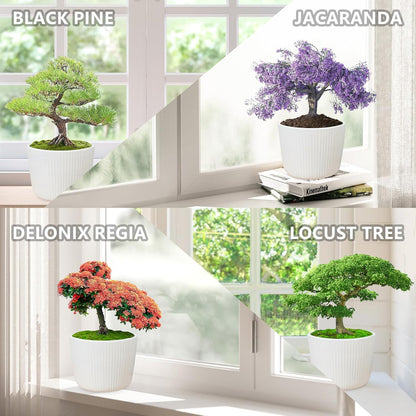 Bonsai Tree Starter Kit for Beginners - Indoor Live Plant Gardening Adult Craft Kits - Unique Christmas, Birthday, White Elephant Gifts for Women, Men & Kids