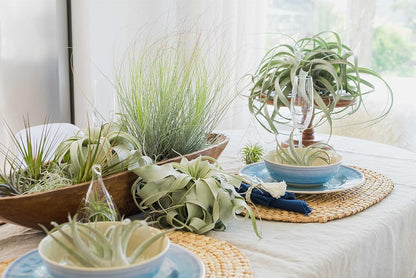 6 Pack Large Xerographica Air Plants 5 to 7 Inch Wide - Air Plants Live Tillandsia Succulent House Plants Holders- Available in Wholesale and Bulk Air Plant- Easy Care Indoor and Outdoor Plants