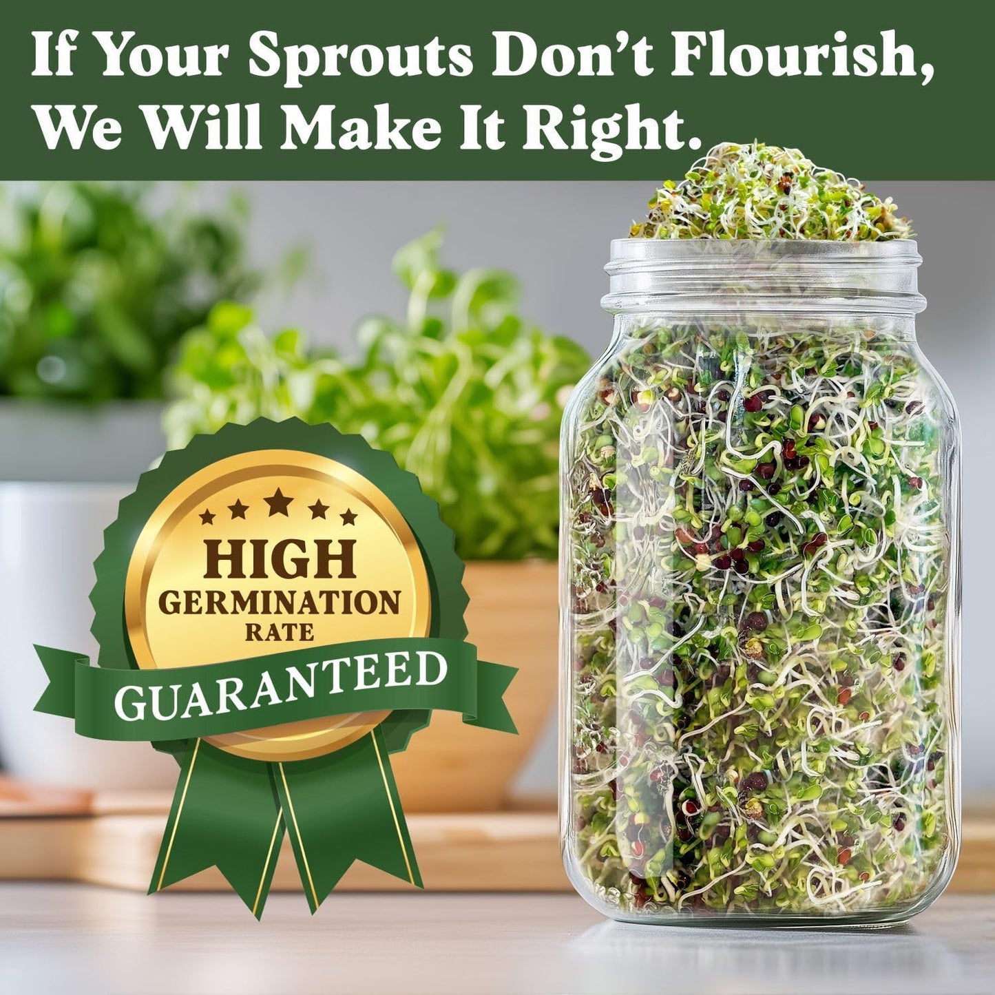 Seedboy Organic Non-GMO Broccoli Seeds for Sprouting - USA Grown Microgreens Sprouting Seeds - 8 oz Bag Makes 8 Quarts / 24 Servings (Di Cicco Broccoli)