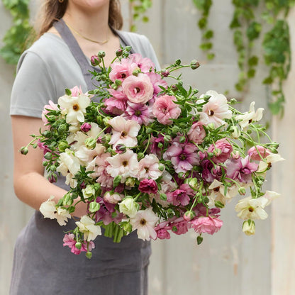 Eden Brothers Butterfly Ranunculus Bulbs - Pink Pastel Mix