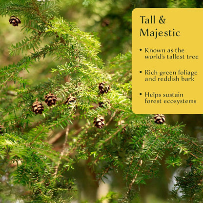 1 Coastal Redwood in 3.5” Nursery Cube (Sequoia sempervirens) | Majestic Evergreen Tree for Shade, Privacy & Wildlife Support | Ready-to-Plant Live Starter Plant