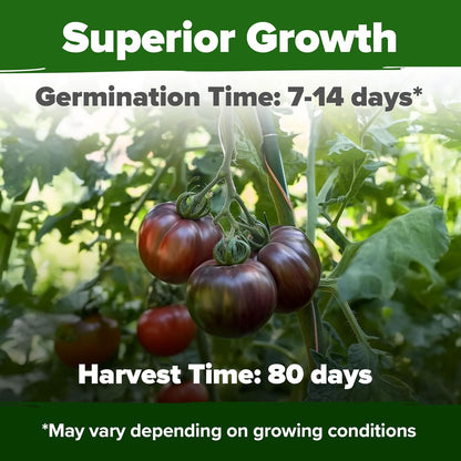 HOME GROWN Cherokee Purple Tomato Seeds 2 Pack (Solanum lycopersicum) - 212 Seeds, 𝗡𝗢𝗡-𝗚𝗠𝗢 𝗨𝗦𝗔-𝗦𝗢𝗨𝗥𝗖𝗘𝗗 Tomato for Planting - Heirloom Vegetable Seeds with High Germination Rate