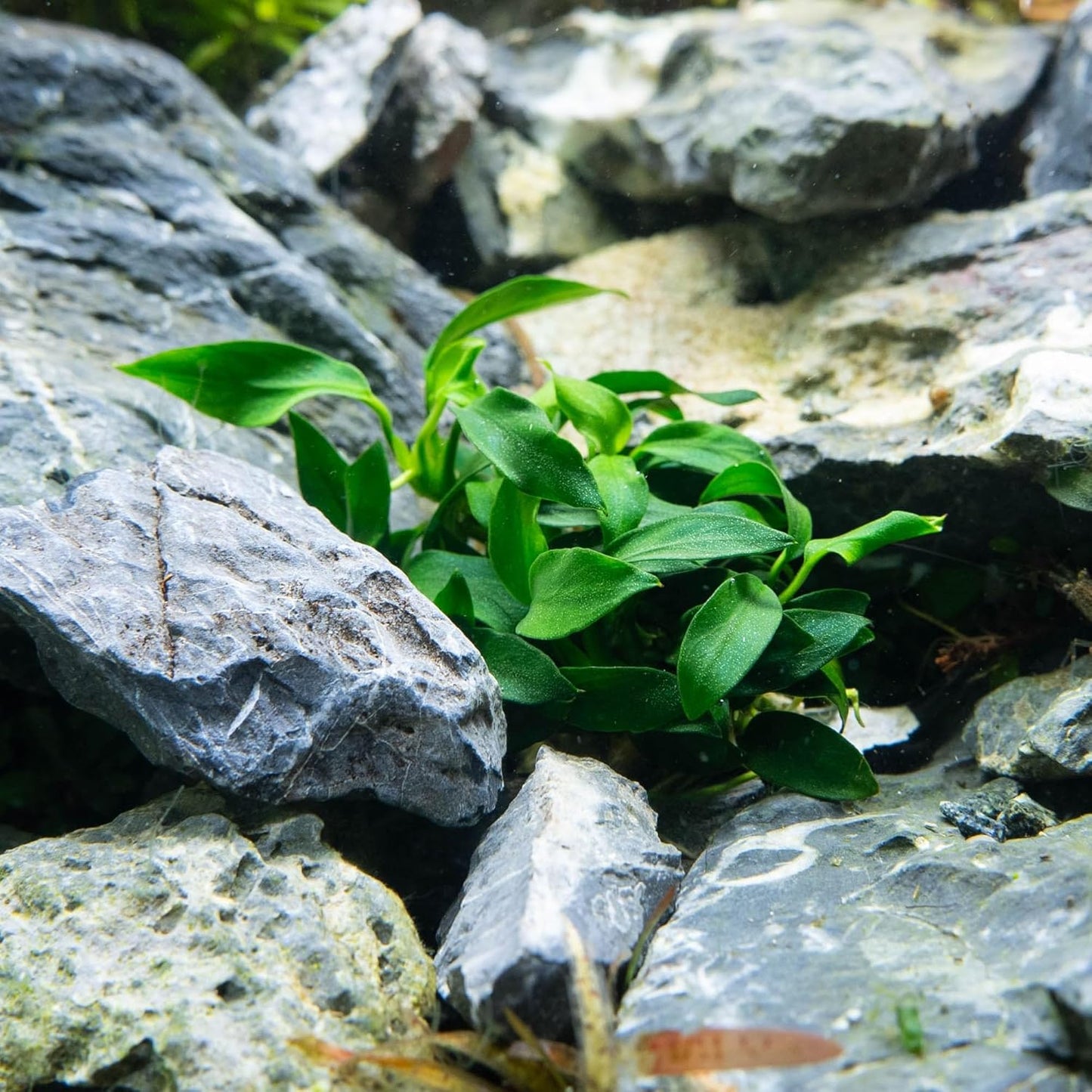 UNS Snail Free TC Anubias Nana Golden (Anubias barteri VAR. Nana) – Low Light, Golden Green Color, Foreground to Midground Tank Placement, Rhizome Growth, Tissue Culture - 1 Pack