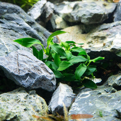 UNS Snail Free TC Anubias Nana Golden (Anubias barteri VAR. Nana) – Low Light, Golden Green Color, Foreground to Midground Tank Placement, Rhizome Growth, Tissue Culture - 1 Pack