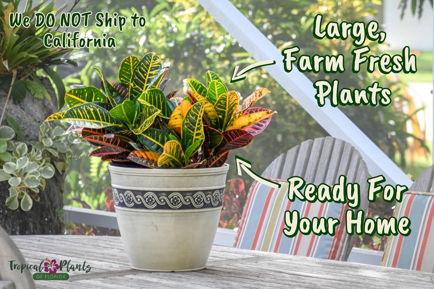 Croton Petra Plant - Tropical Foliage Plant Live - Overall Height 20" to 24" - Tropical Plants of Florida