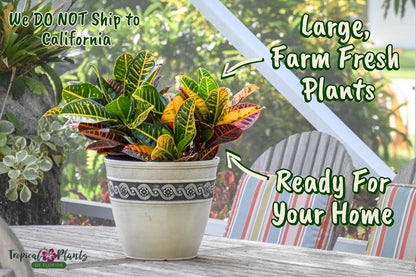Croton Petra Plant - Tropical Foliage Plant Live - Overall Height 20" to 24" - Tropical Plants of Florida