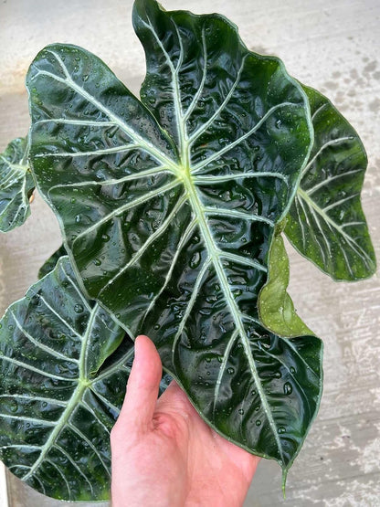 Gardenera Premium Alocasia Plant Potting Mix - Crafted for Thriving Growth and Striking Elegance - 1 Quart, MAIN-ALOCASIA-1QT