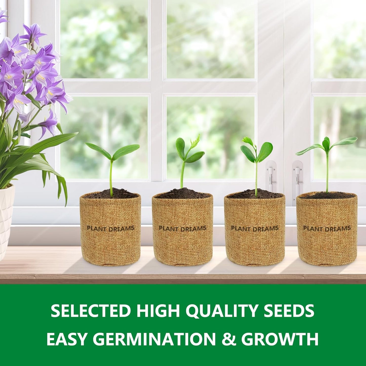 Bonsai Tree Starter Kit for Beginners - Indoor Live Plant Gardening Adult Craft Kits - Unique Christmas, Birthday, White Elephant Gifts for Women, Men & Kids
