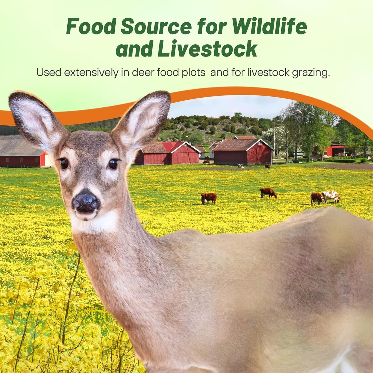 Outsidepride Trophy Forage Rape Seed - 50 Lbs Heat, Cold & Drought-Tolerant Brassica Food Plot Seed, Ideal for for Deer & Livestock Grazing, Fall Planting, Soil Improvement, & Erosion Control