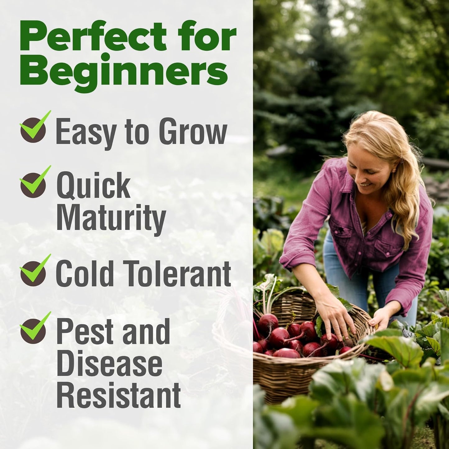 HOME GROWN Detroit Dark Red Beet Seeds 2 Pack(Beta vulgaris) 1000+𝗡𝗢𝗡-𝗚𝗠𝗢 𝗨𝗦𝗔 Heirloom Seeds with High Germination – Sweet,Nutrient-Rich Beets for Easy Planting in Garden Beds or Containers
