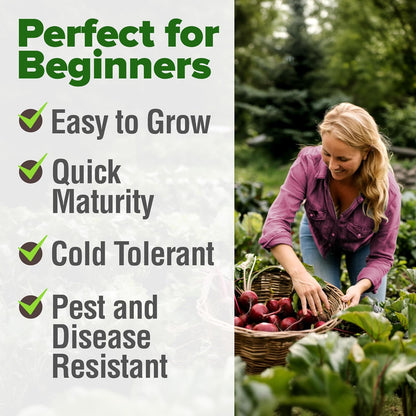 HOME GROWN Detroit Dark Red Beet Seeds 2 Pack(Beta vulgaris) 1000+𝗡𝗢𝗡-𝗚𝗠𝗢 𝗨𝗦𝗔 Heirloom Seeds with High Germination – Sweet,Nutrient-Rich Beets for Easy Planting in Garden Beds or Containers