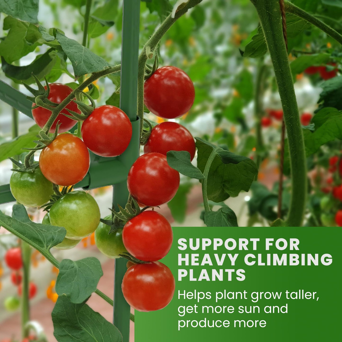 Square Tomato Cage - Large Trellis Stakes and Plant Support Structures for Vegetables and Climbing
