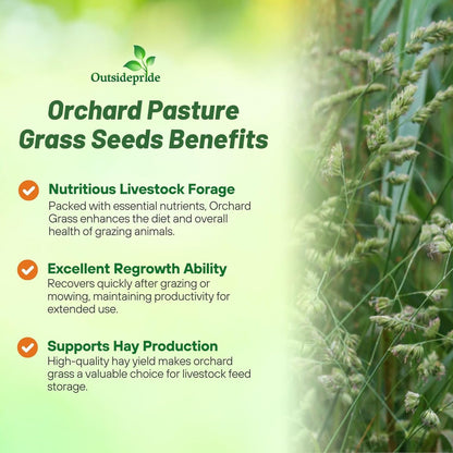 Outsidepride Grazer Orchard Pasture Grass Seed - 50 Lbs. Perennial, Drought & Shade Tolerant, Winter Hardy Fescue Seed for Hay, Grazing, Silage, Greenchop, Goat Feed, & Lawn Use