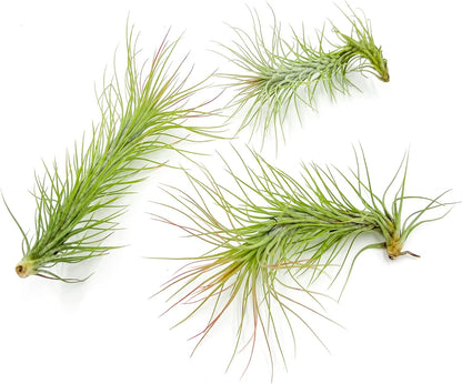 ragnaroc Air Plants - Tillandsia Funckiana, Large 5" - 3ct - Live Arrival Guaranteed - House Plants for Home Decor & Gift