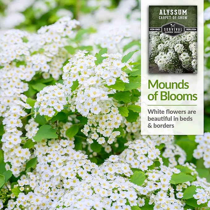 2 Packs Carpet of Snow Alyssum Seed for Planting with Instructions to Grow Lobularia maritima in Your Home Flower or Vegetable Garden - Non-GMO Heirloom - Survival Garden Seeds