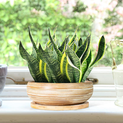 ARTKETTY Succulent Pots - 7.5 Inch Large Plant Pot with Bamboo Tray, Shallow Bonsai Pots with Drainage, Ceramic Planter for Indoor Plants, Cactus, Home Office Desk Decor