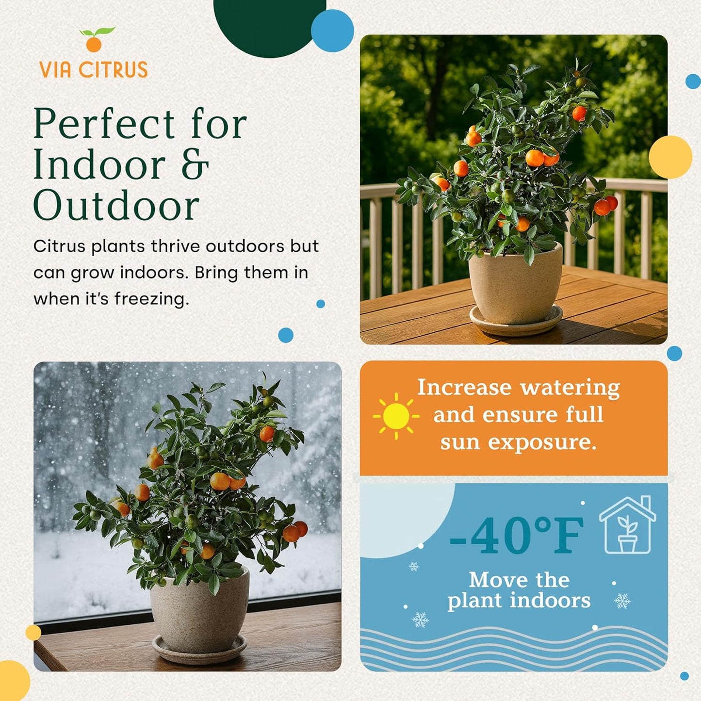 Calamondin Tree Live Plants Outdoor Plant 18-22" Tall - Dwarf Indoor Fruit Trees Live Plants Cannot Ship: CA, AZ/TX/LA – Patio Fruit Plant Pot, Housewarming Gifts, Real Citrus Tree Pot by Via Citrus