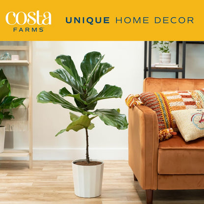 Costa Farms Fiddle Leaf Fig Tree, Ficus Lyrata, Live Indoor Plant Potted in Indoor Garden Plant Pot, Potting Soil, Floor Houseplant Gift for New Home, Birthday, Room Decor, 3-4 Feet Tall