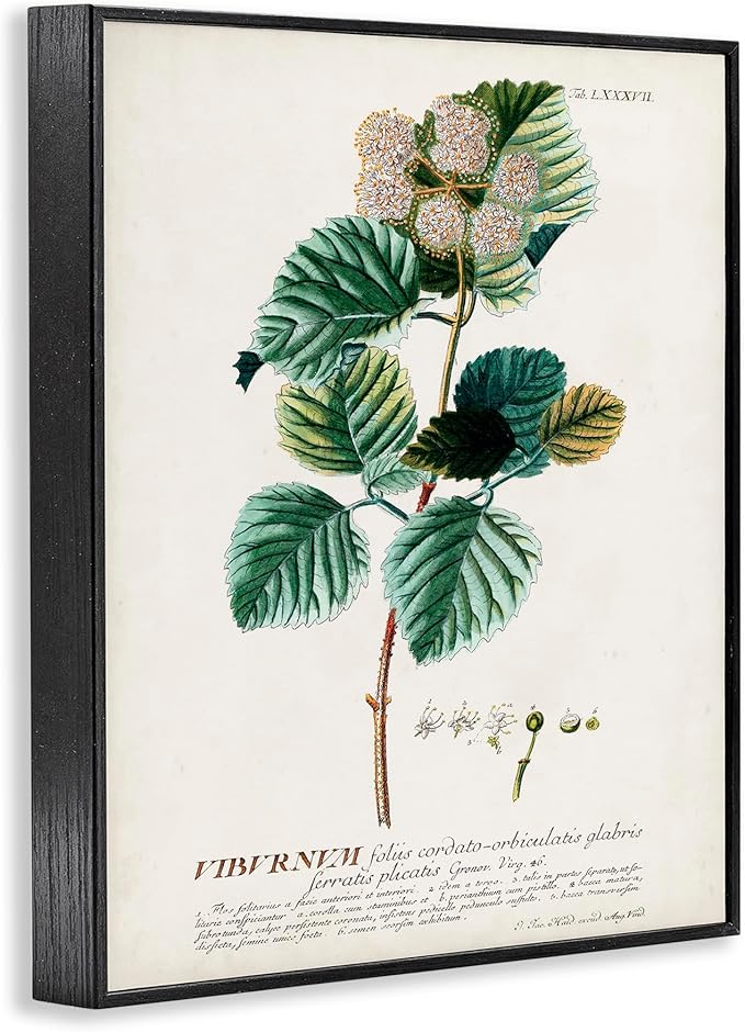 Stupell Industries Botanical Plant Illustration Seeds Vintage Design Black Framed Wall Art, Multi-Color