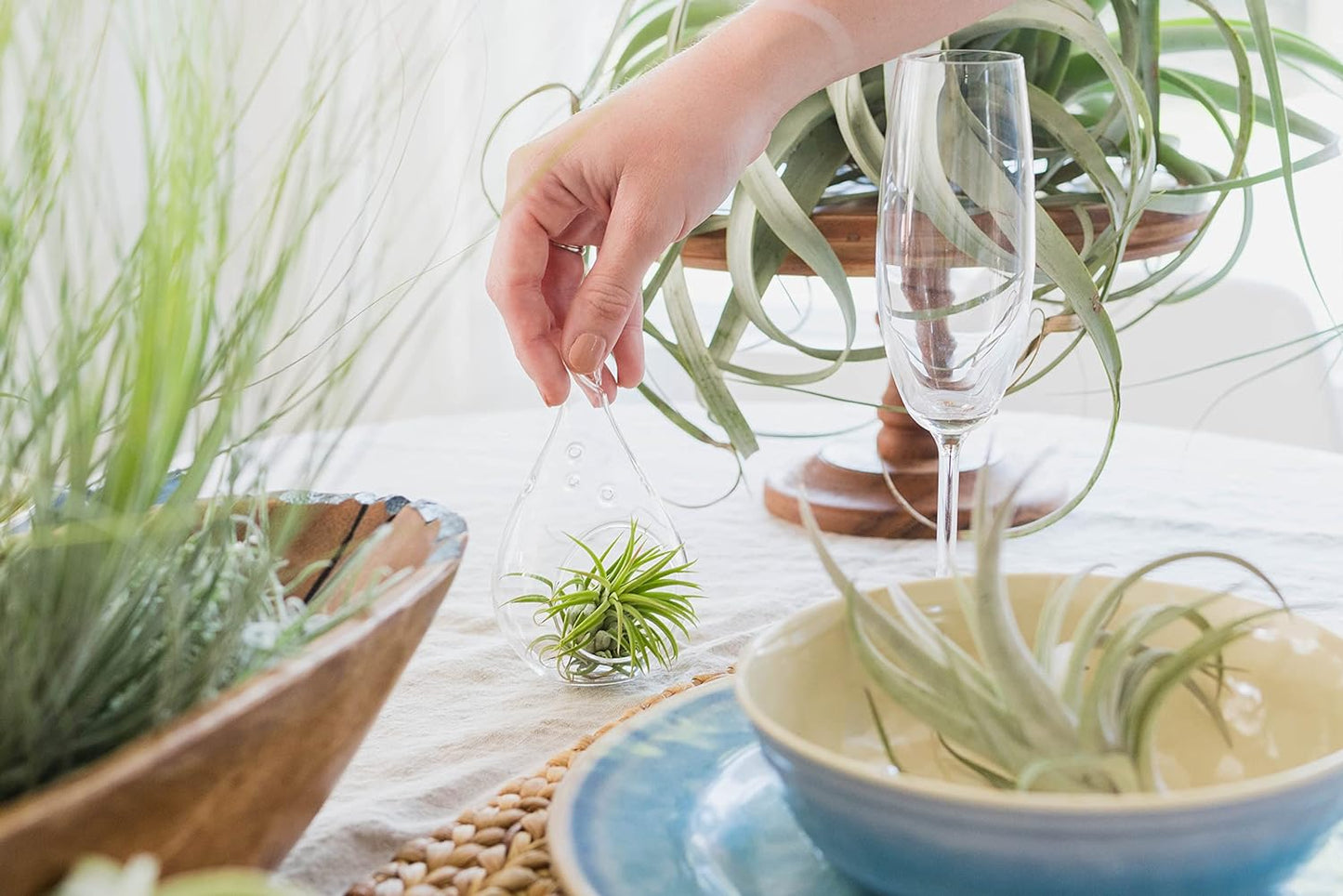 5 Pack Jumbo Air Plant Ionantha Guatemala 'Macho' - Live Tillandsia Succulent House Plants - Available in Wholesale and Bulk - Home and Garden Decor - Easy Care Indoor/Outdoor Air Plants