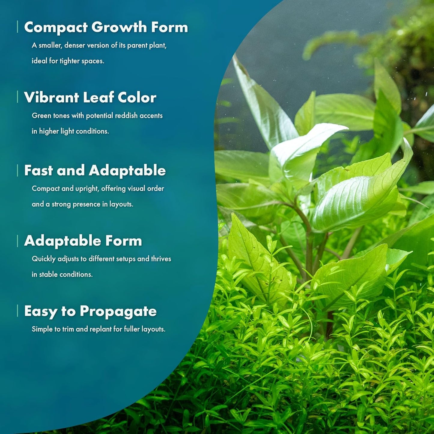 SubstrateSource Dwarf Hygrophila Corymbosa Siamensis Live Aquarium Plant - Freshwater Fish Tank Decorations and Natural Aquatic Decor (1)