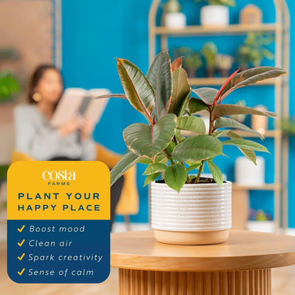 Costa Farms Ficus Live Plants in Decorative Pot, Indoor Houseplant, Assorted Variety, Perfect for Home, Room, or Office Decor, Great House Warming or Birthday Gift, 12-18 Inches Tall, Pack of 2