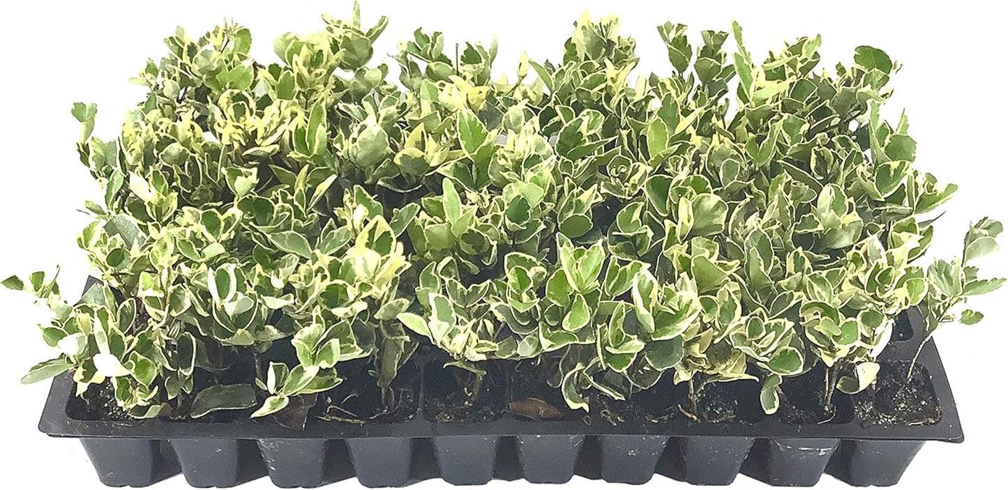 Ligustrum Japonicum Jack Frost Privet - 20 Live Plants - Variegated Evergreen Hedge